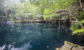 Cenote Angelita, la haloclina más preciada en Tulum