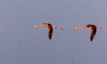 Reserva Biosfera Ría Lagartos, habitat del flamenco