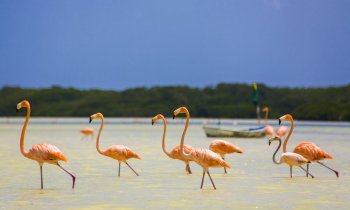 Explora la Reserva Biosfera Ría Celestún, más que flamencos