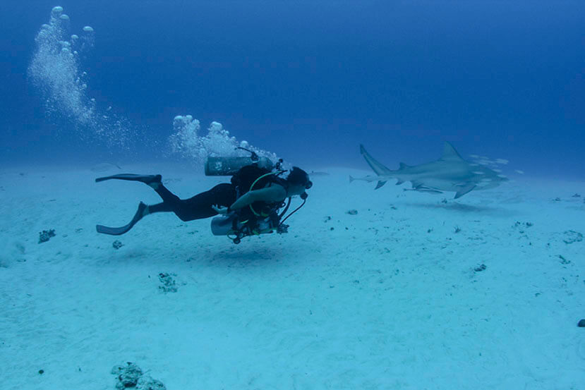 tiburon_toro_playa_del_carmen