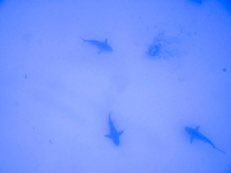buceo_tiburon_toro