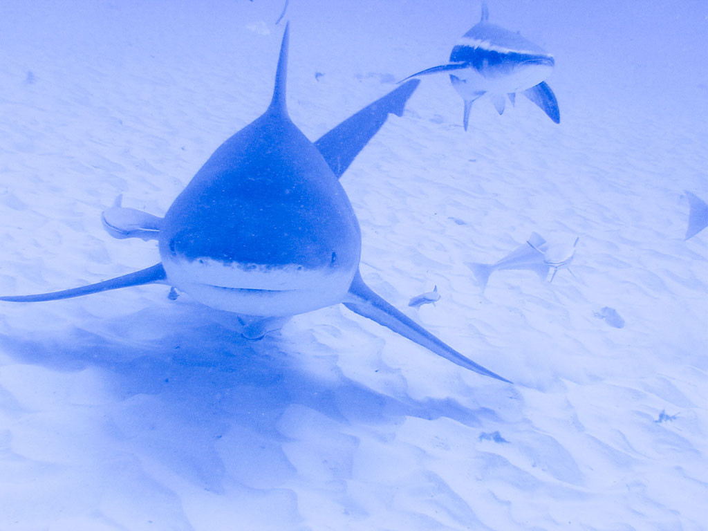 Tiburón toro caribe