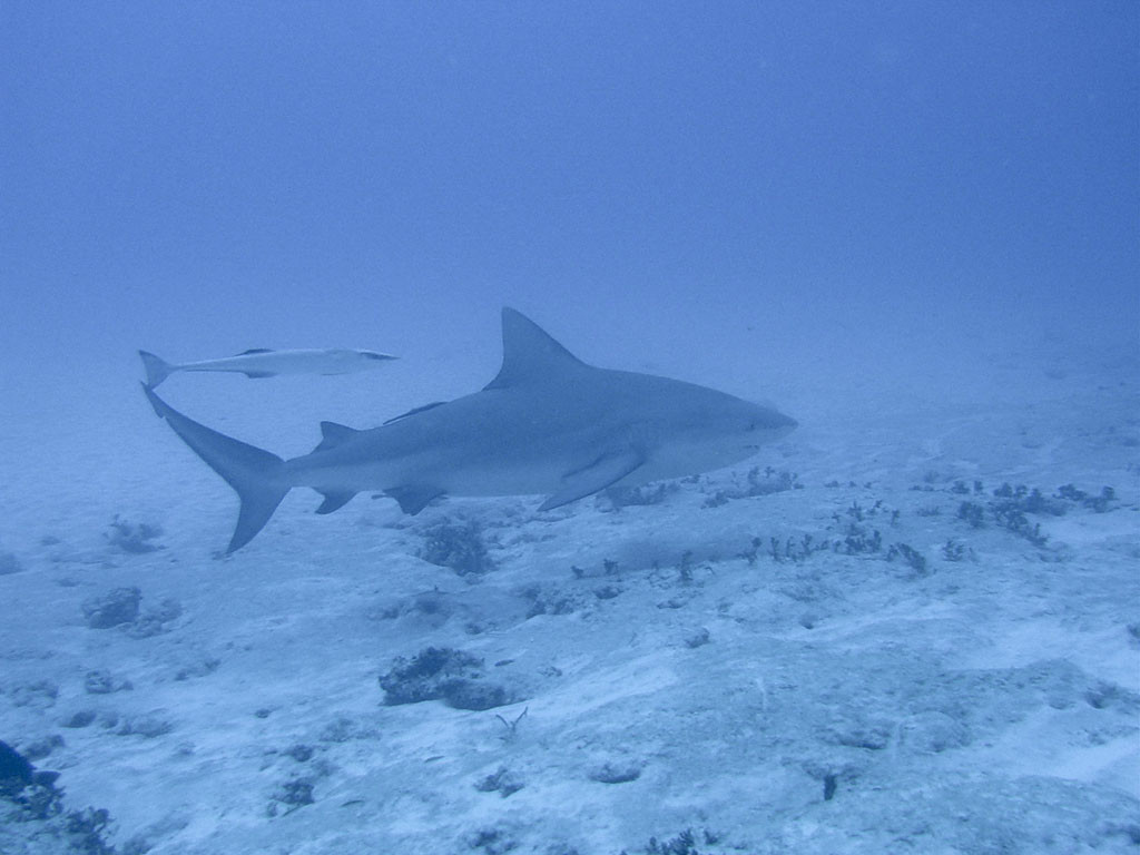 Buceo con el tiburon toro en Riviera Maya