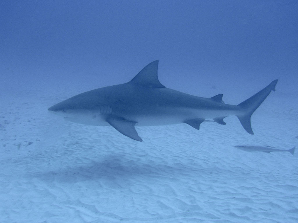 tiburon_toro_playa_del_carmen